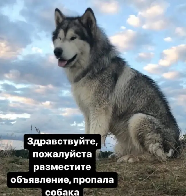 Пропала собака в Сморгони — В раоне Лесных г.Молодечно пропала крупная собака породы аляскинский маламут по кличке Кит.