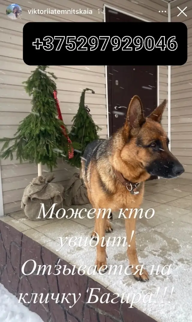 Пропала собака в Сморгони — фото объявления