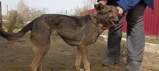 Найдена собака в Сморгони — Молодечно и район!💥
