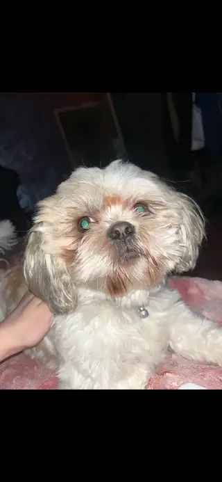 Пропала собака в Сморгони — фото объявления