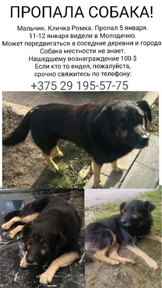Найдена собака в Сморгони — Крик о помощи!!!