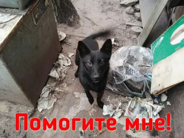 Найдена собака в Бобруйске — ПРОСИМ абсолютно всех и каждого не пройти мимо и ПРОЧЕСТЬ данный пост. "Помочь нельзя…