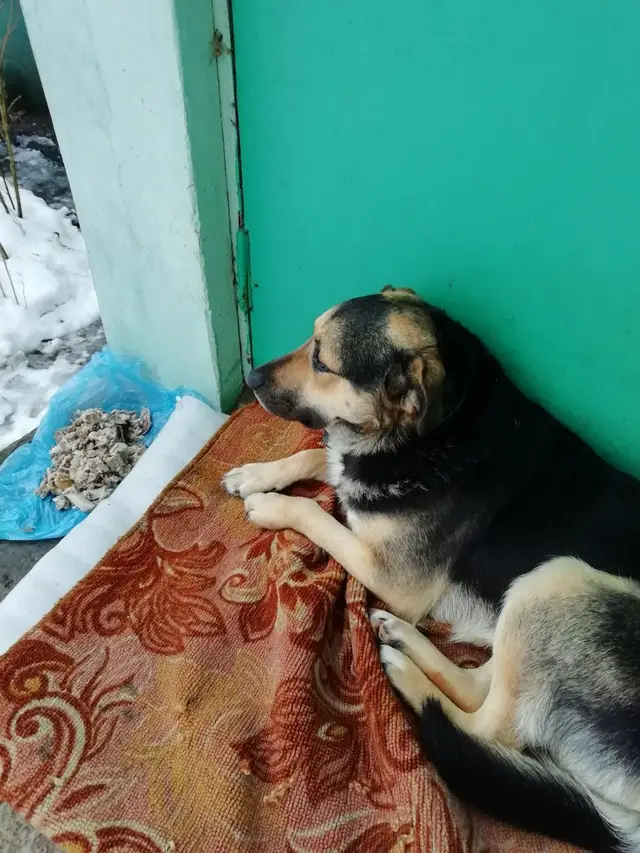 Пропала собака в Бобруйске — Бобруйск,пропала собака на фордштате,в районе улицы Семёнова.Собака очень дорога нам.Помогите…