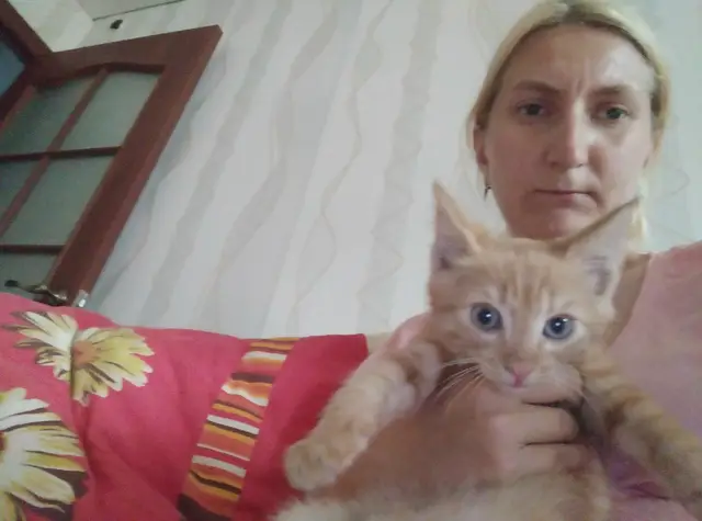 Пропала кошка в Бобруйске — Здравствуйте. Помогите пожалуйста с балкона выпал котенок и пропал г. Бобруйск улица Ульяновская 30…