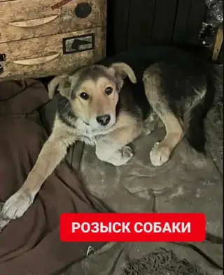 Пропала собака в Лиде — Розыск собаки!!🆘🆘🆘 Пропала собака с территории предприятия. Молодой кабель с ошейником, кличка Хвостик…