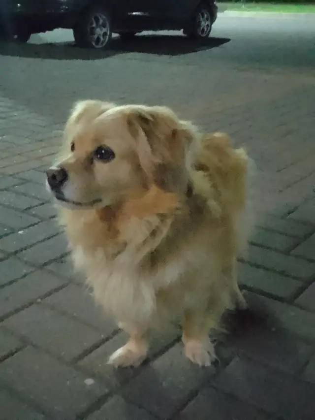 Найдена собака в Лиде — Лида‼️