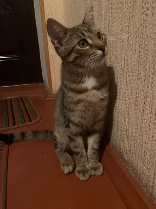 Найдена кошка в Лиде — Маленькое сердце, которое очень ждёт свою семью 💔