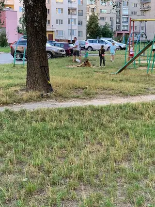 Найдена собака в Барановичах — В районе вторых Третьяков бегает овчарка с ошейником.Чья потеряшка? Собака миролюбивая ,играет с…