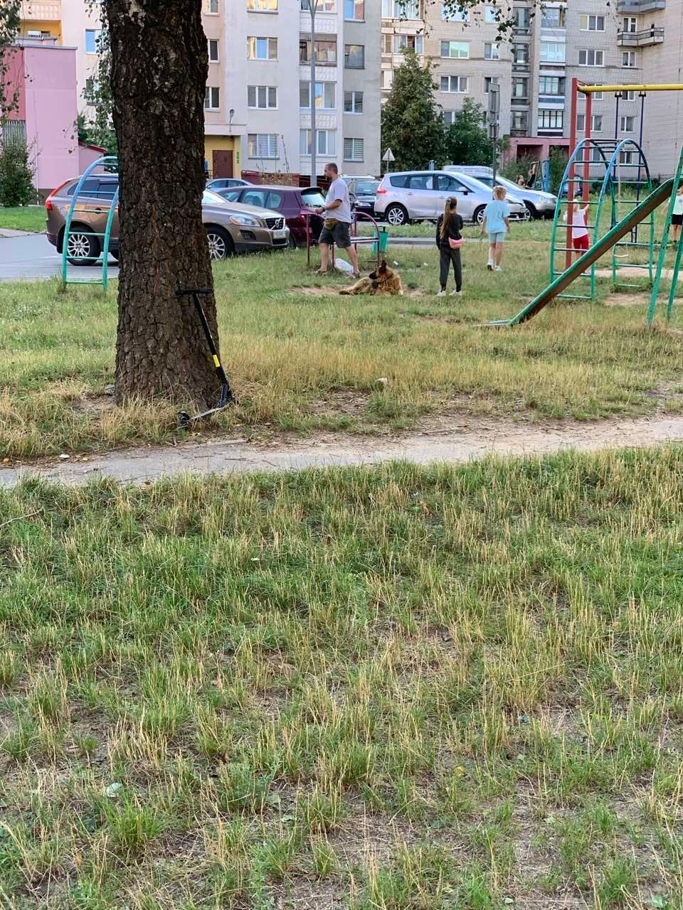 Найдена собака в Барановичах — В районе вторых Третьяков бегает овчарка с ошейником.Чья потеряшка? Собака миролюбивая ,играет с…