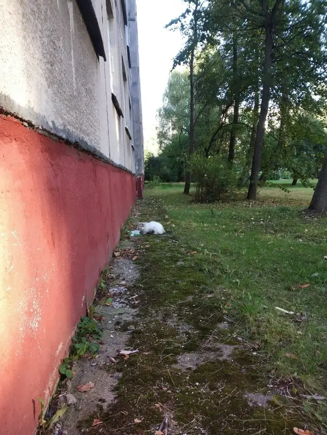 Найдена кошка в Барановичах — Кошечка увидела моих котов на подоконнике и попросила кушать, непонятно,то ли потеряшка,то ли…