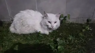 Пропала кошка в Барановичах — Барановичи!!