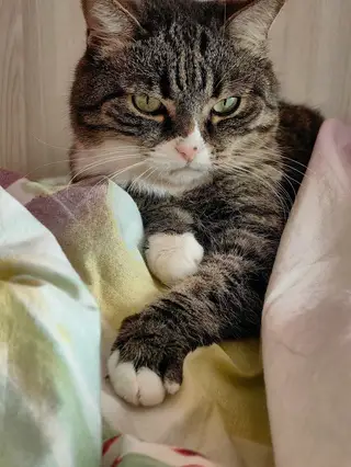 Найдена кошка в Барановичах — фото объявления