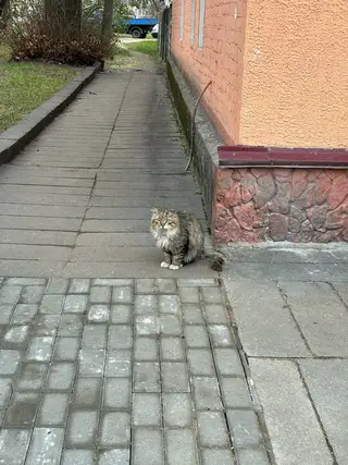 Найдена кошка в Барановичах — Котик-потеряшка с черным ошейником около Войкова 11, потерялся видимо уже давно, ищет хозяина