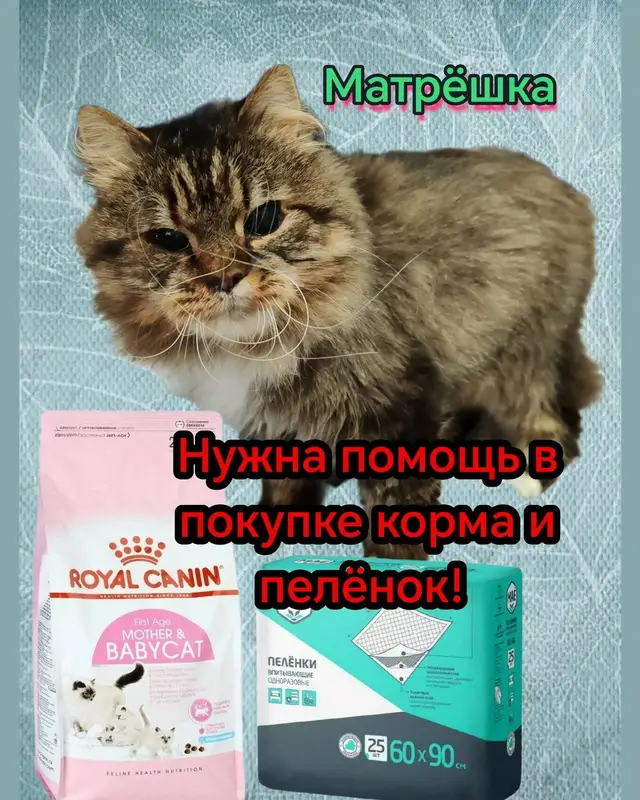Пропала кошка в Барановичах — Друзья! Матрёшке нужна помощь в покупке корма и впитывающих пелёнок 🆘🆘🆘