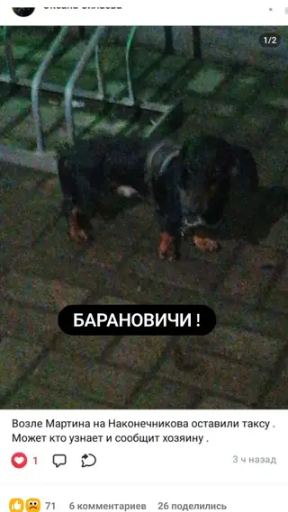 Найдена собака в Барановичах — Здравствуйте, кто забрал на передержку собаку таксу или нашёлся хозяин.