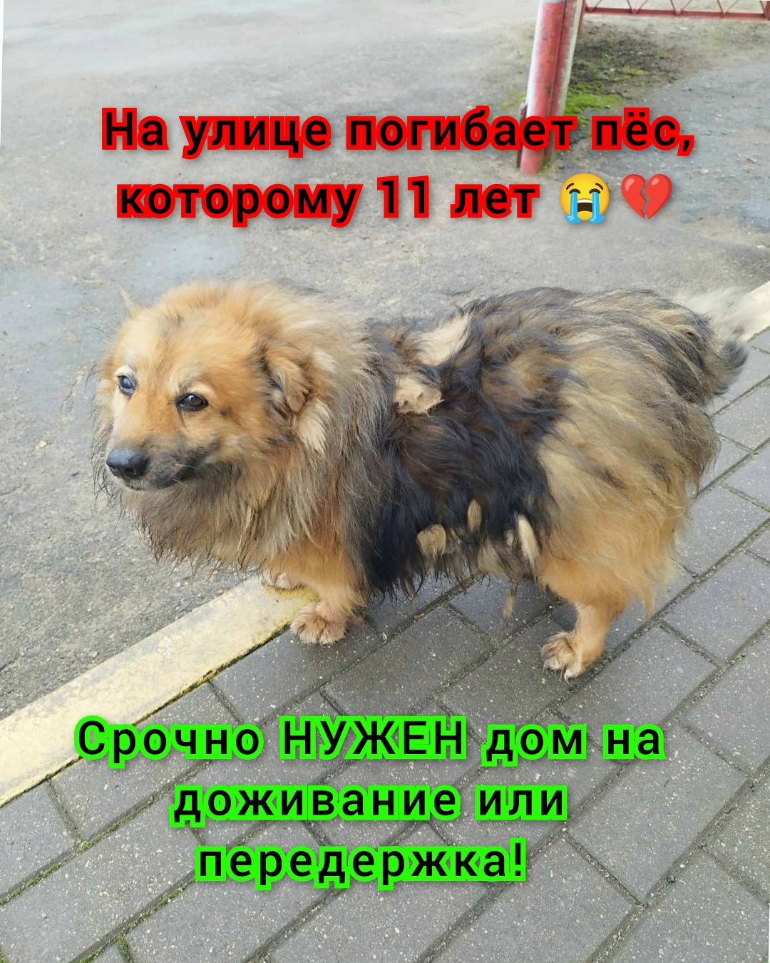 Найдена собака в Барановичах — Барановичи! В нашей помощи нуждается очень классный дед 🐕🙏