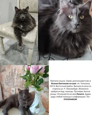 Пропала кошка в Барановичах — фото объявления