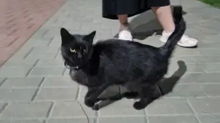 Найдена кошка в Барановичах — Обнаружен домашний кот на северном в новом районе