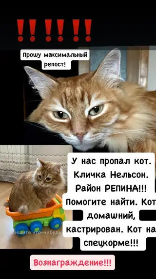 Найдена кошка в Барановичах — Пожалуйста, помогите найти кота! 20.09 утром выбежал из квартиры, пропажу обнаружили только…