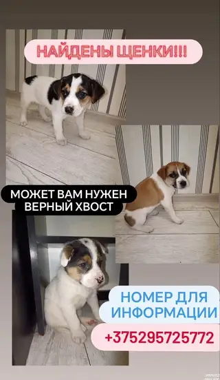 Найдена собака в Барановичах — фото объявления