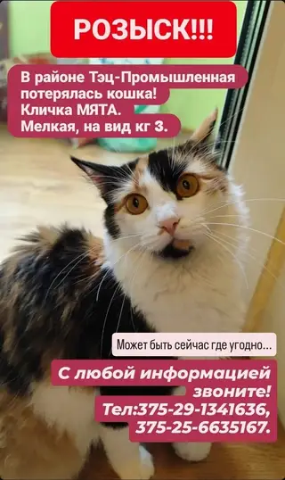 Пропала кошка в Барановичах — РОЗЫСК!! СРОЧНО!!