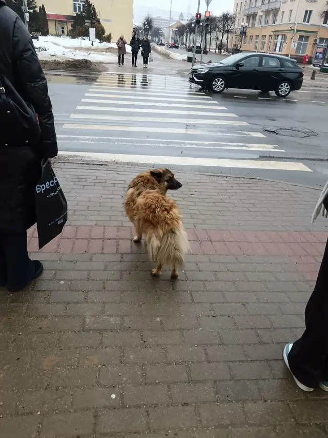 Пропала собака в Барановичах — Может кто знает судьбу этого пса? Уде который бень вижу его в центре, очегь он похудел и…