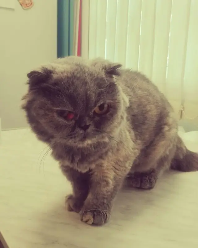 Найдена кошка в Берёзе — Кошка на приёме.