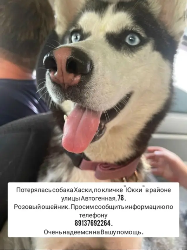 Найдена собака в Берёзе — фото объявления