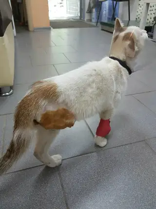 Найдена кошка в Берёзе — Наш пациент, подобранный котик ищет хозяев! Котику была проведена ампутация задней лапы, что как видите…