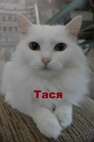 Найдена кошка в Берёзе — ПОМОГИТЕ, пожалуйста, найти белую пушистую миниатюрную кошечку Тасю. Потерялась 11.07.16 на ост. 38км в…