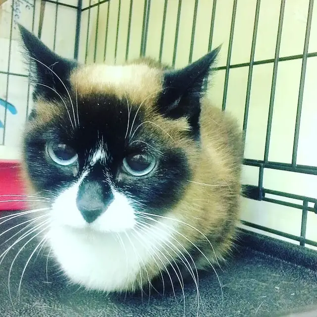 Найдена кошка в Берёзе — Кошка, 12 лет. Пиометра. На УЗИ визуализируюется увеличение диаметра матки у бифуркации и наполнение…