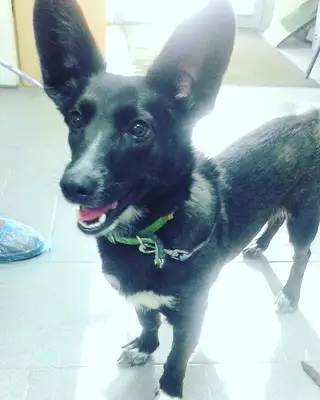 Найдена собака в Берёзе — Молодая собачка🐾