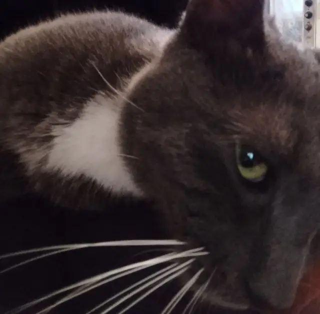 Найдена кошка в Лиде — Здравствуйте. Кот-подросток🐈🐈🐈 (6-7 месяцев) русско-голубой породы прибился в деревню Гостиловцы Лидского…
