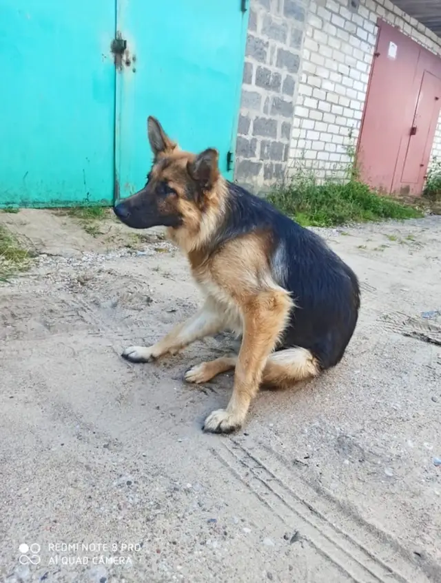 Найдена собака в Лиде — Кто ищет девочку-овчарку🐕??? Овчарка до года. Прибилась к гаражам(г. Берёзовка, 25 км от Новогрудка…