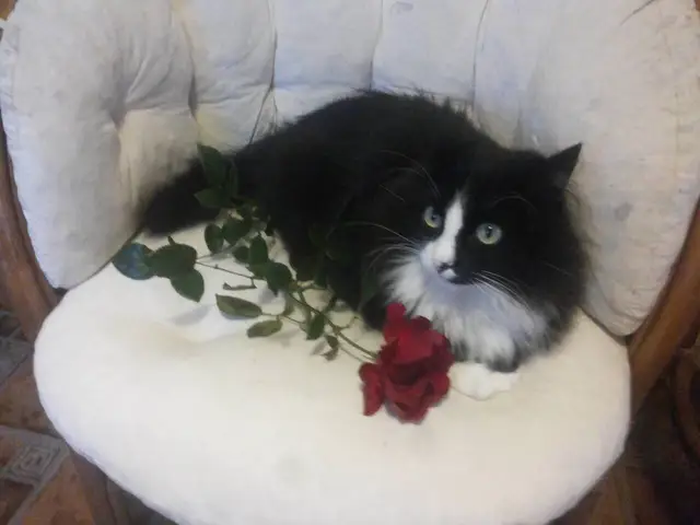Пропавшая кошка в Пружанах: Ищем кота! Пропала кошка в Пружанах — Ищем кота!