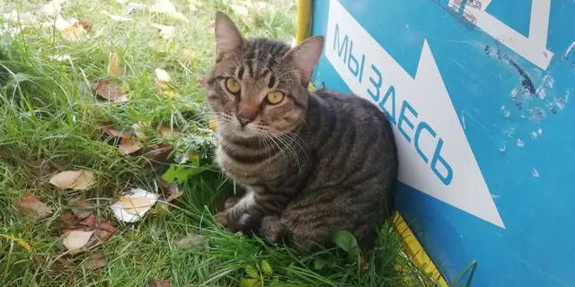 Найдена кошка в Пружанах — Всем привет! Найдена чья-то кошка на улице Сухомбаева 3 возле магазины одежды. Вот фото