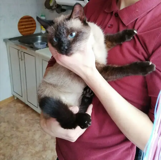 Найдена кошка в Пружанах — Гродно. Домбровского 27, найдена кошка, девочка, бегала за людьми, ласковая, урчит постоянно, с рук…