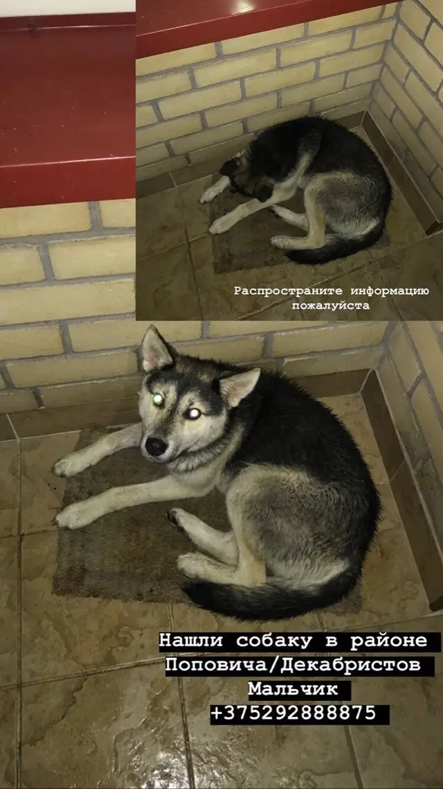 Найдена собака в Пружанах — фото объявления