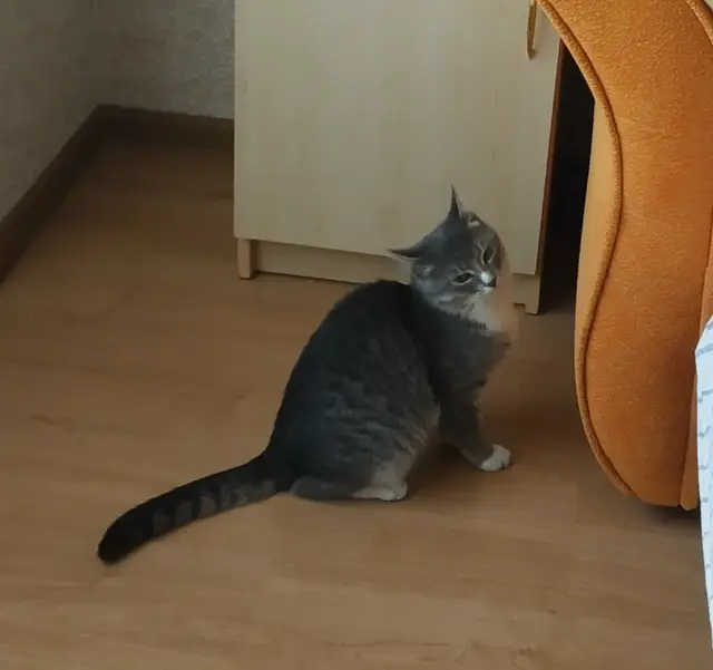 Найдена кошка в Пружанах — фото объявления