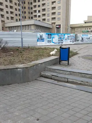 Найдена собака в Пружанах — Напротив кинотеатра октябрь сидит собачка,может кто потерял!