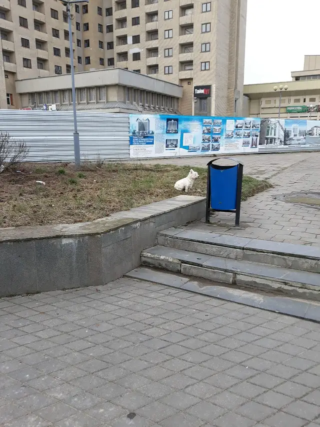 Найдена собака в Пружанах — Напротив кинотеатра октябрь сидит собачка,может кто потерял!