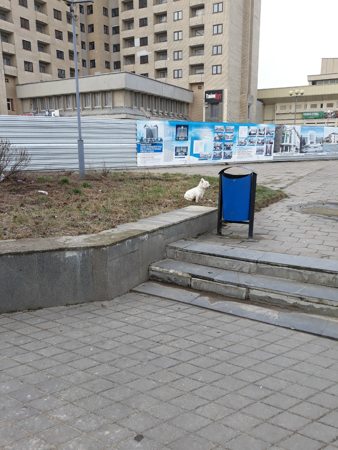 Найдена собака в Пружанах — Напротив кинотеатра октябрь сидит собачка,может кто потерял!