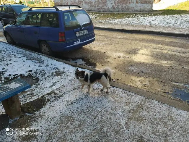Найдена собака в Пружанах — На Поповича, возле 33 дома уже четвертый день бродит собака, будто ищет кого-то. Часто сидит у 4…