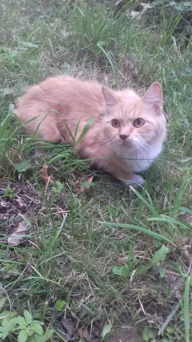 Пропала кошка в Пружанах — Гродно. район ул. Гая, Купалы, появилась вот такая рыжая красавица. Раньше не видно было, может быть…