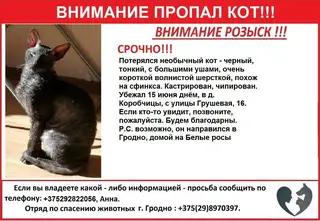 Пропала кошка в Пружанах — Гродно. Потерялся необычный кот - черный, тонкий, с большими ушами, очень короткой волнистой…