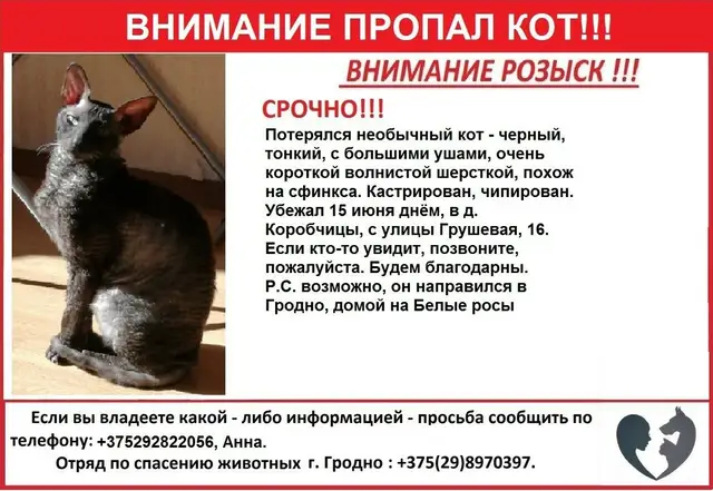 Пропала кошка в Пружанах — Гродно. Потерялся необычный кот - черный, тонкий, с большими ушами, очень короткой волнистой…