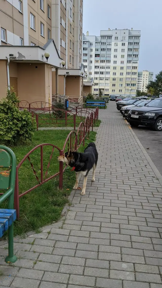 Пропала собака в Пружанах — Потеряшка на Вишневце ул Кремко. Очень адекватный пёс. С ошейником. Две минуты мне выл о том, что он…