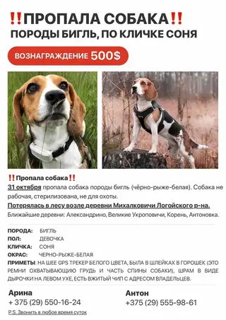 Пропала собака в Пружанах — фото объявления