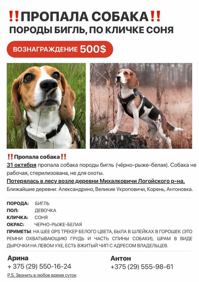 Пропала собака в Пружанах — фото объявления