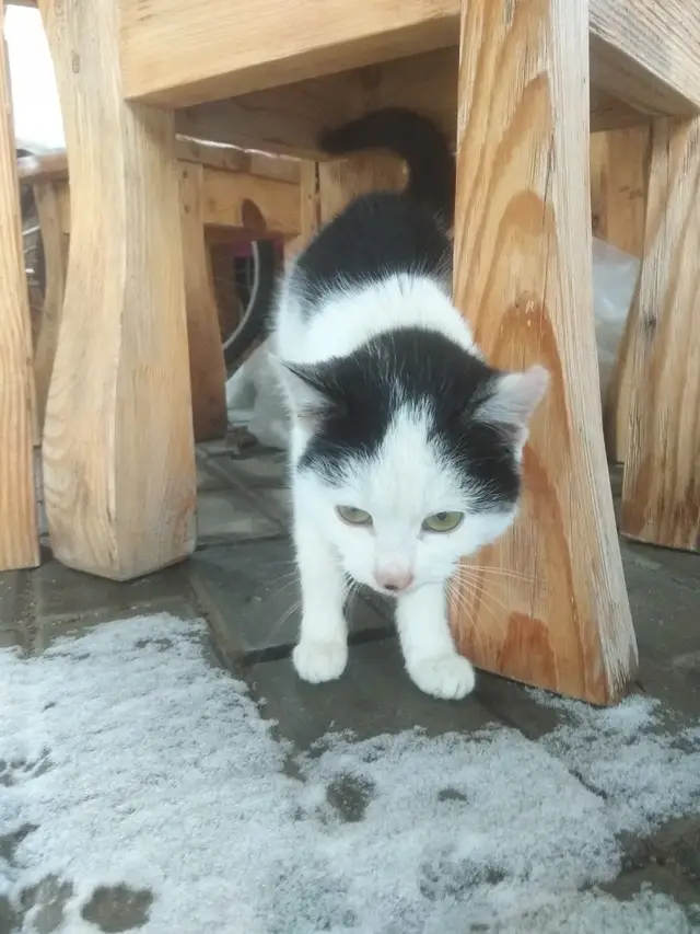 Найдена кошка в Пружанах — фото объявления